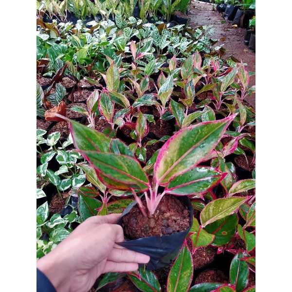 tanaman hias aglonema lipstik tanaman pot bunga merah tanaman hias hidup aglonema lipstik