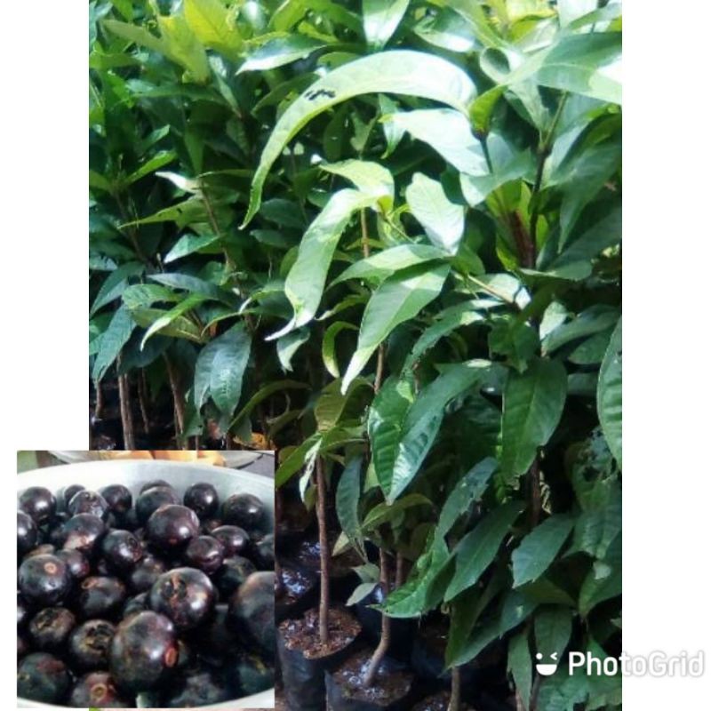 bibit pohon gowok/tanaman buah gowok