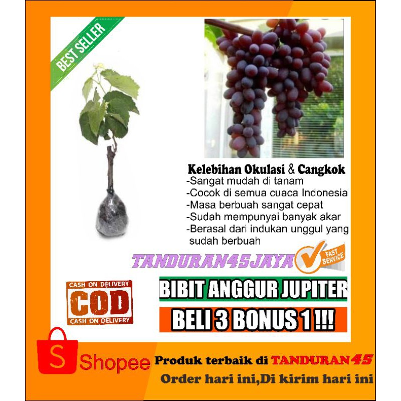 bibit anggur jupiter/bibit anggur import