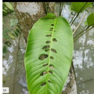 tanaman hias duda bolong