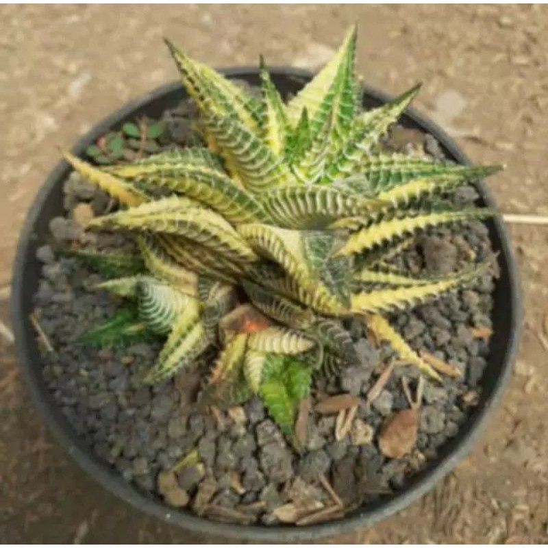 Haworthia hybrid variegata