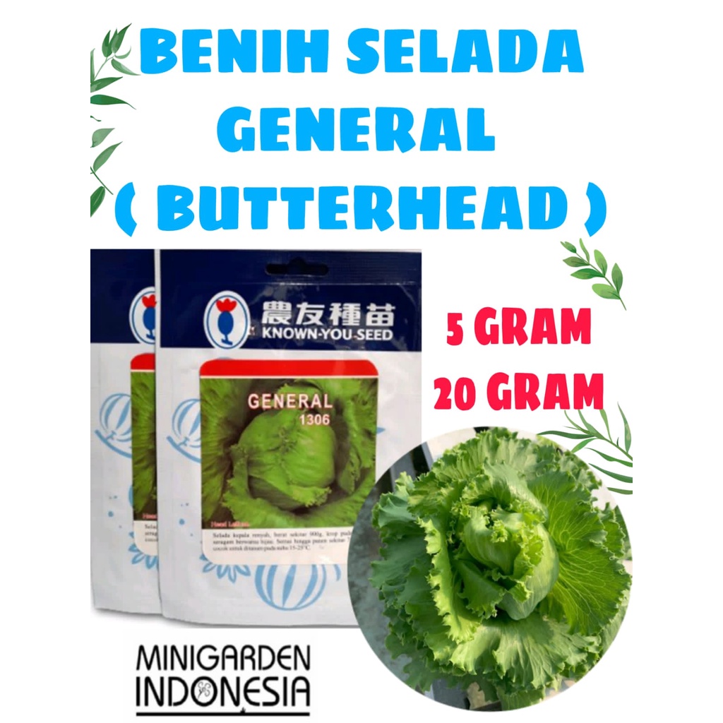 SELADA GENERAL 5 GRAM PACK BESAR benih biji bibit selada head lettuce iceberg  f1 hibrida known you seed