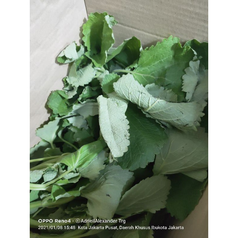 Jual Daun Bangun Bangun Segar 1kg Shopee Indonesia 4091