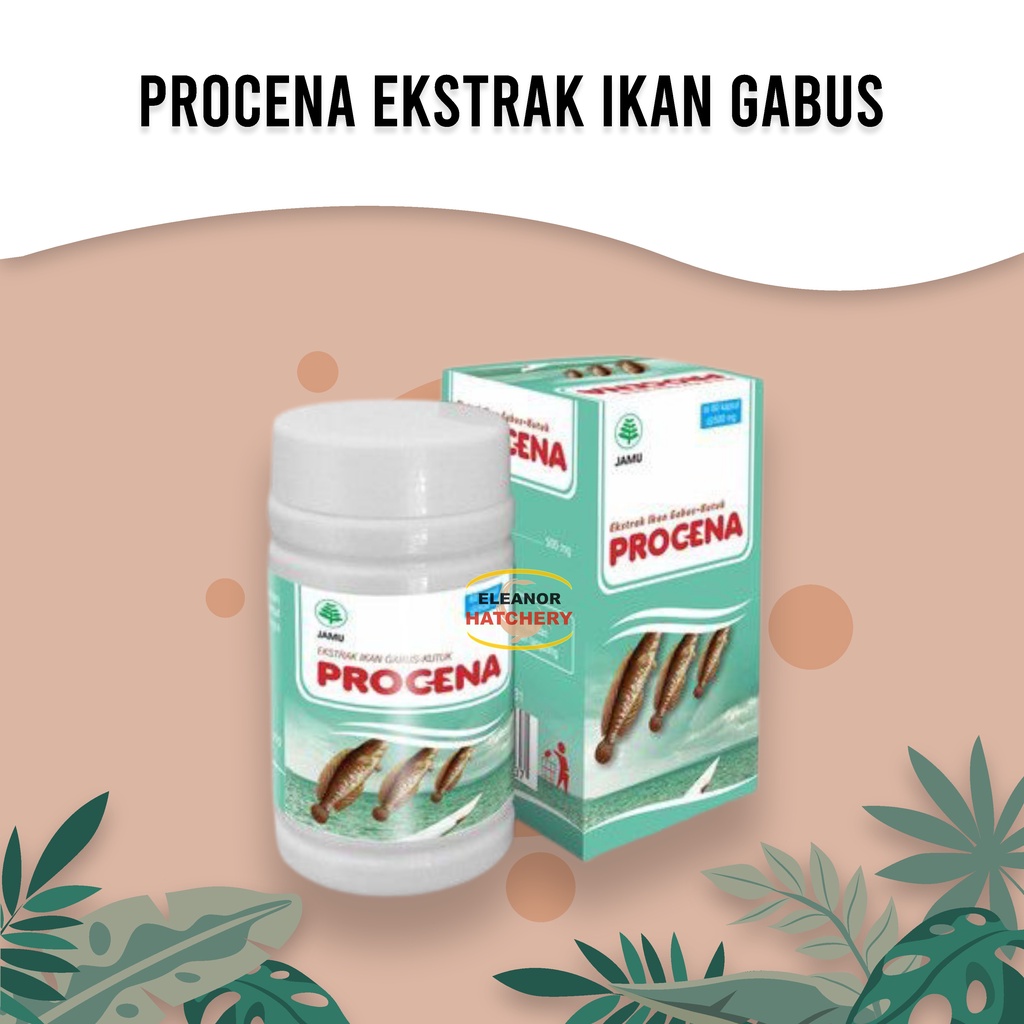Procena Ekstrak Ikan Gabus - Albumin