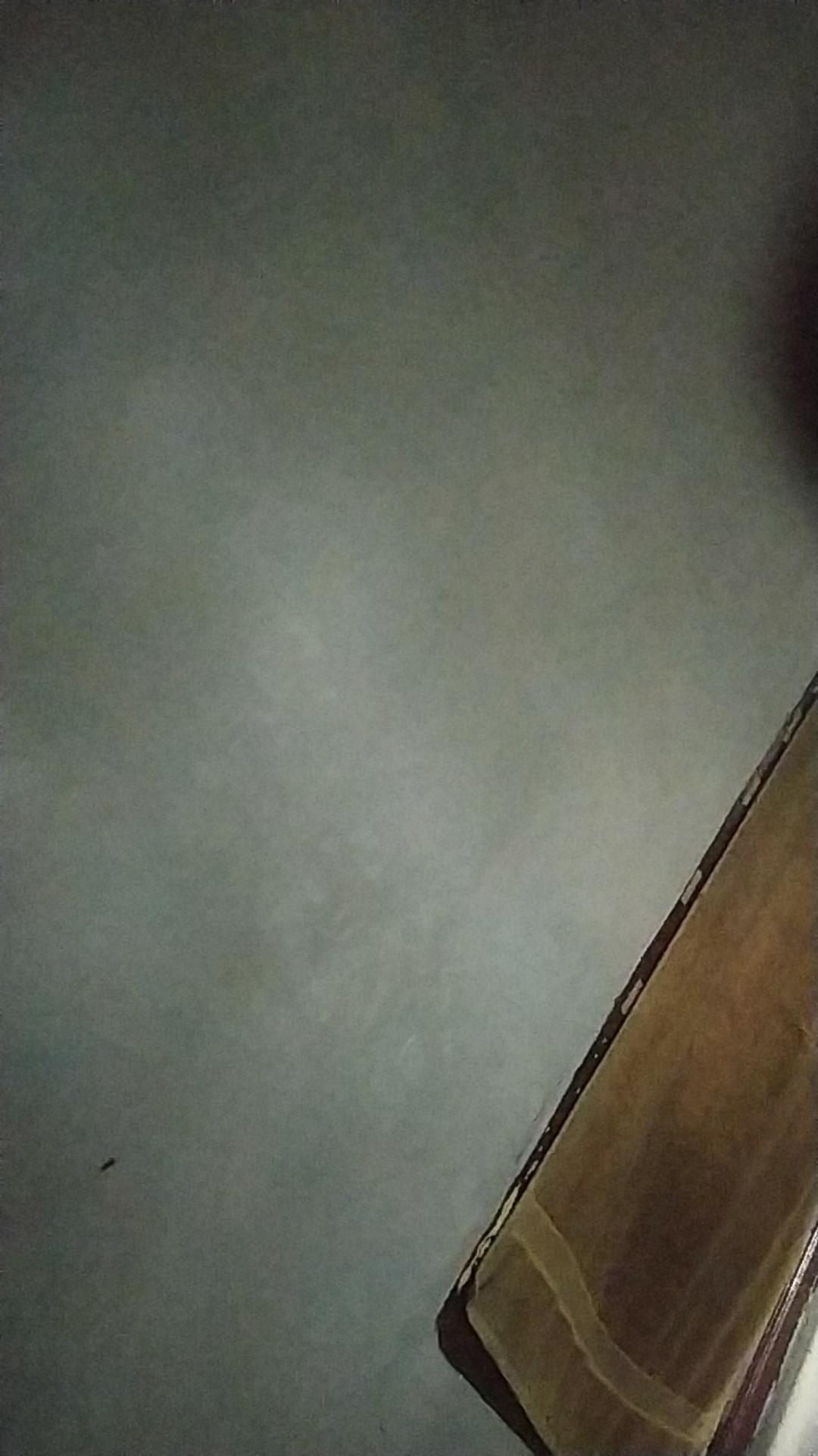 Paku Payung  - Paku Pinus Isi 25 Kd64