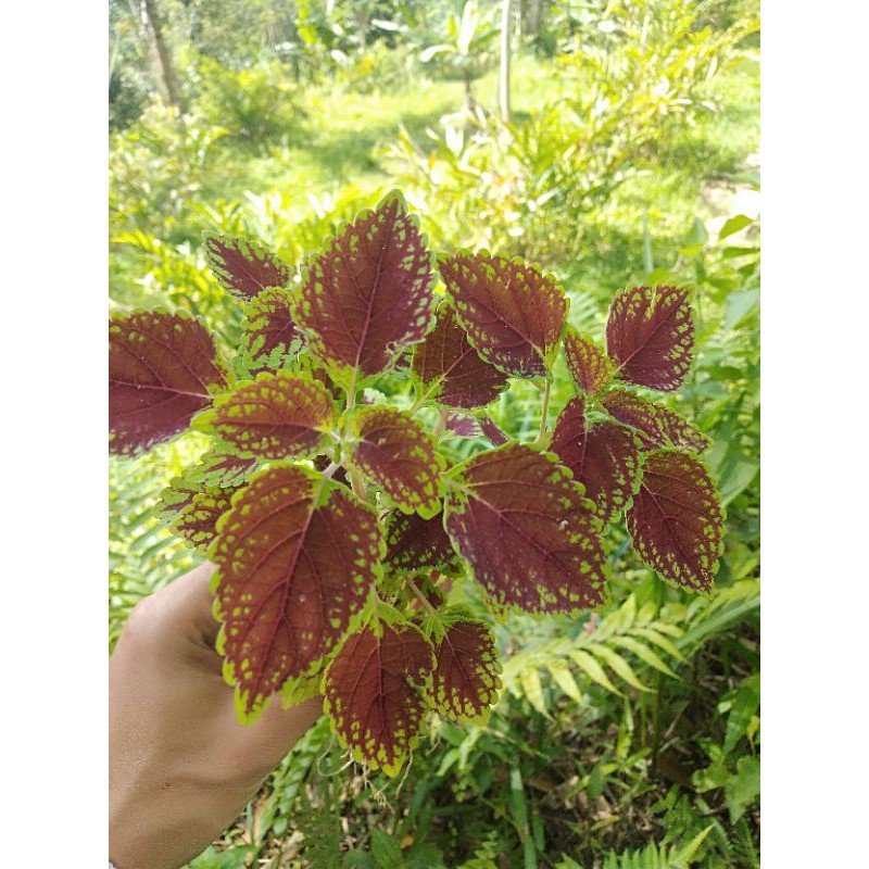 Tanaman hias jawer kotok mini