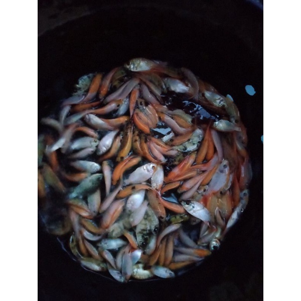 bibit nila merah bangkok