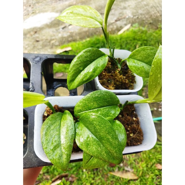 Scindapsus Treubii Moonlight Mint