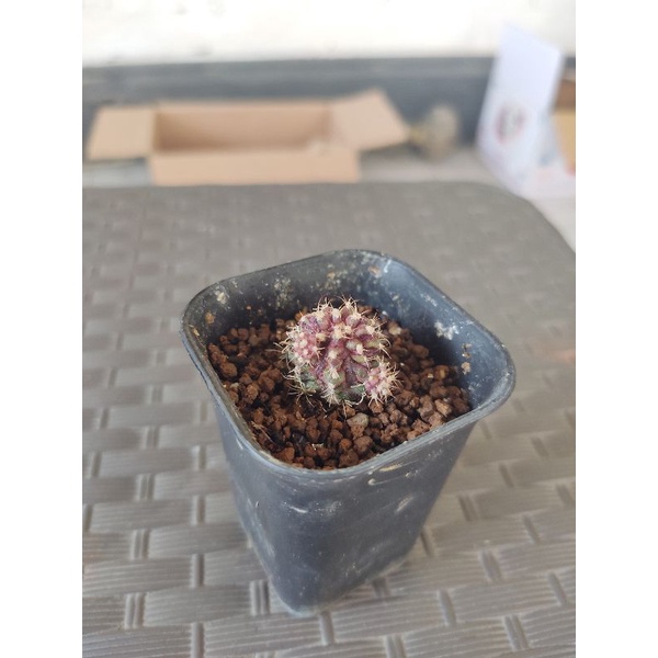 Kaktus T-lux Ownroot