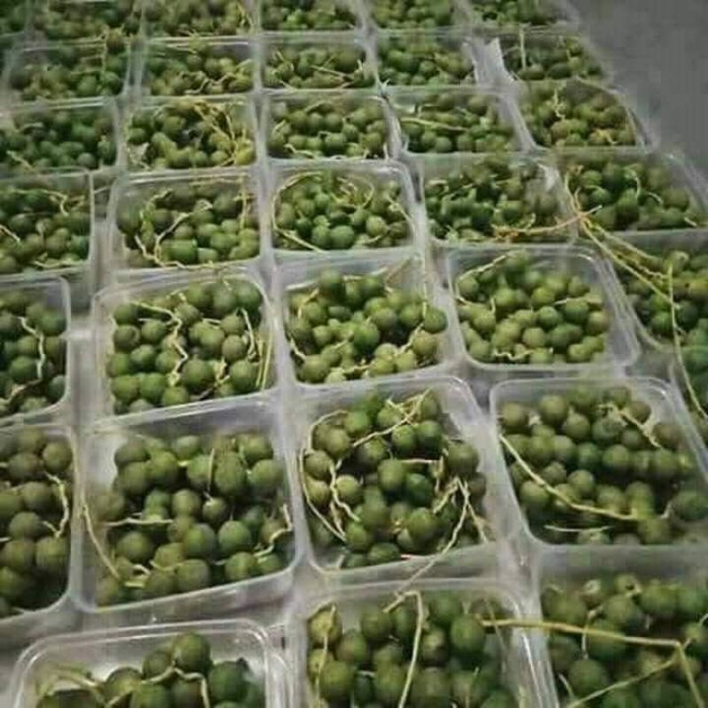 

KURMA MUDA FRESH HIJAU SEGAR 1KG + BONUS ZURIAT|| TERMURAH PROMIL MARYAM FRESH READY RUTHAB/BARHI