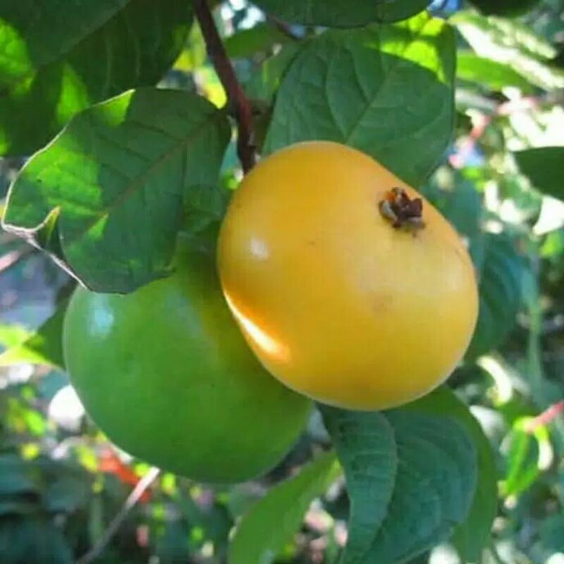 bibit tanaman buah araza