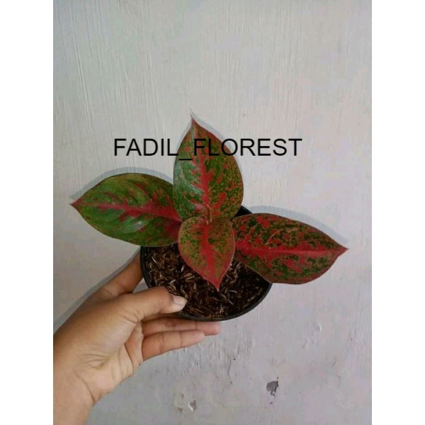 Aglonema Red Stardust Lokalan Baby/anakan SEED_AGLONEMA