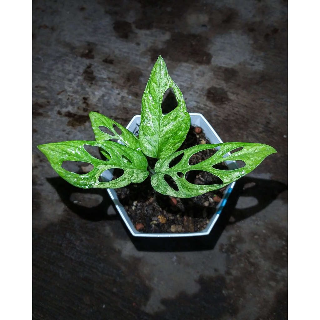 Tanaman Hias Monstera Andansonii Variegata Lokal / Janda Bolong Variegata Lokal Mint