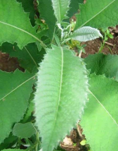 

MURAH Daun sembung press(250gram)