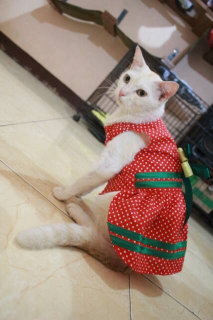 Dress red polkadot stroberry lucu untuk kucing dan anjing size S M L XL