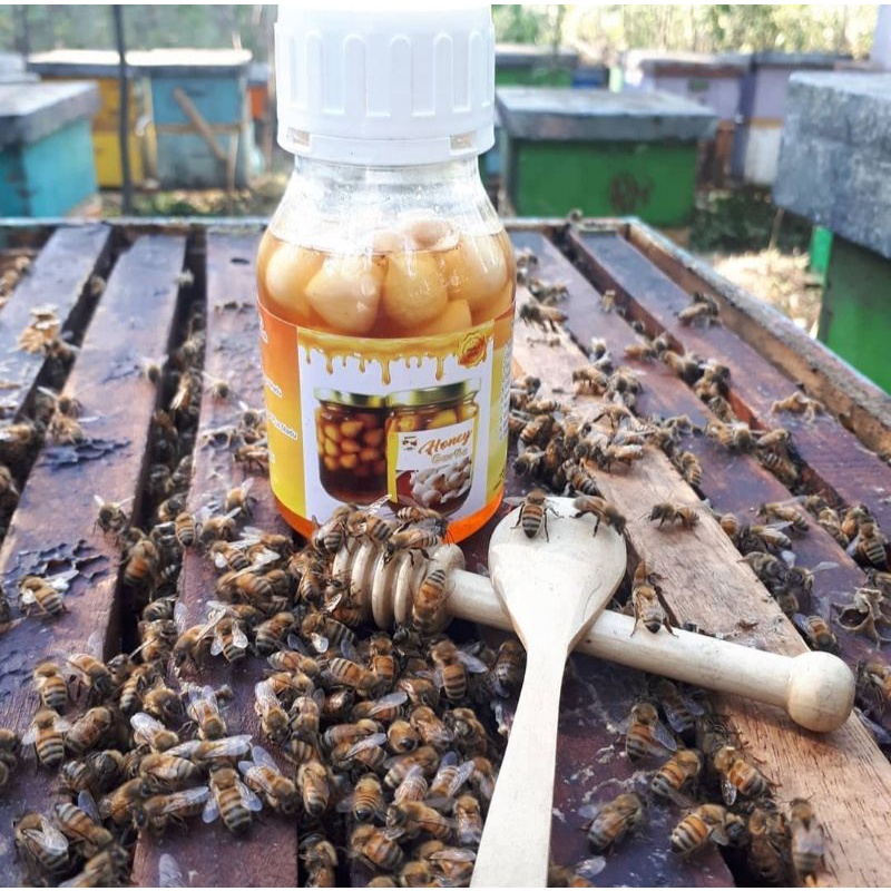 

Madu bawang tunggal/ madu bawang lanang