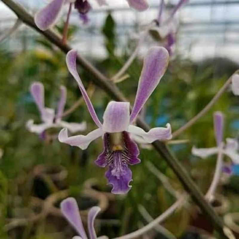 Seedling anggrek dendrobium lineale blue