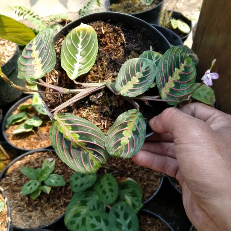 Tanaman hias Calathea Kepiting