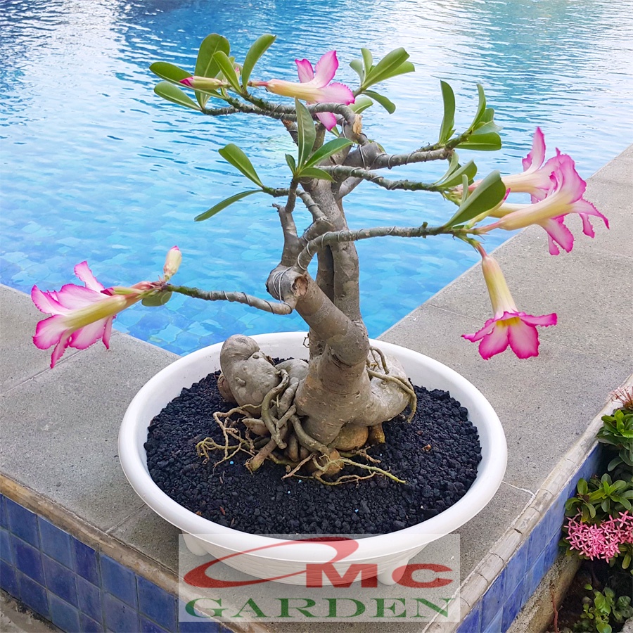 Tanaman Hias Bonsai Mame Adenium Arabicum Obesum Kamboja Jepang B-KJ-005TP