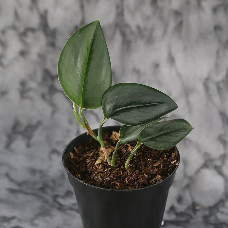 scindapsus moonlight