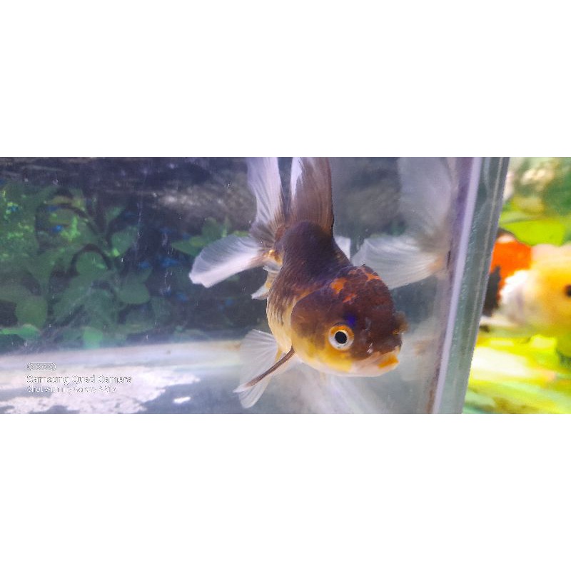 ikan oranda BG/ tancho mungi