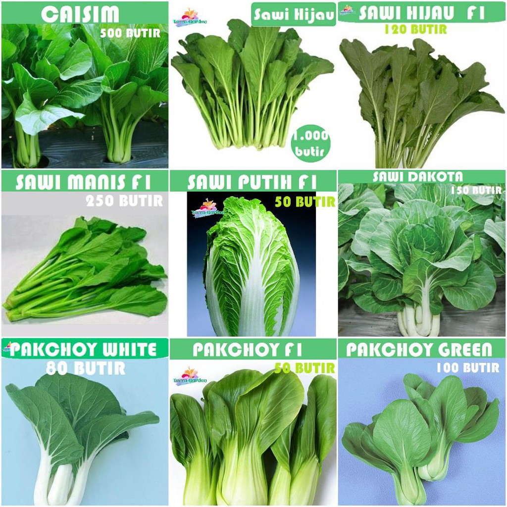 Jual Bibit Benih Biji Pakchoy Pakchoi Green White Sawi Daging Bok Choy