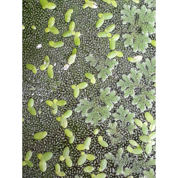 Azolla 50 gram, Wolfia 50 gram, Lemna 50 gram