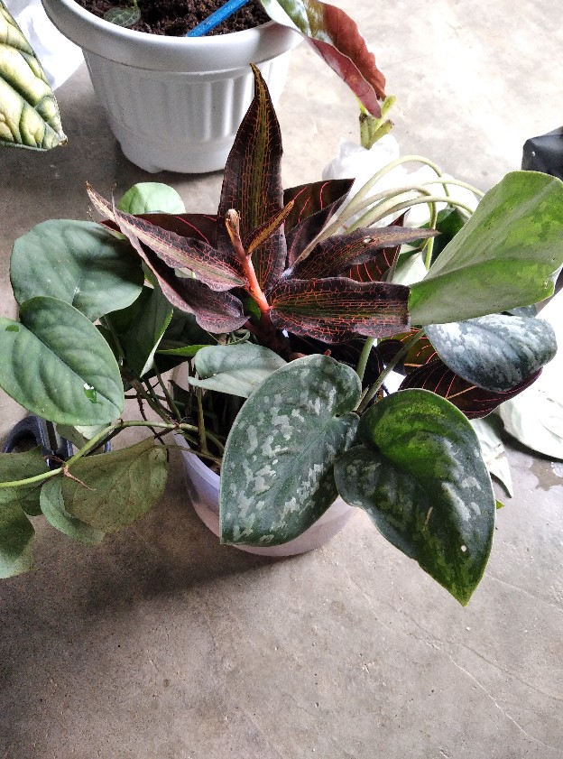 Alocasia Silver Sp Sumut