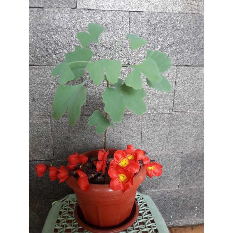 Bibit bonsai pohon panjang umur Ginko Biloba langka + 5 biji ginko fresh siap bertunas, real pic