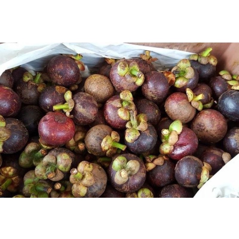 

BUAH MANGGIS TERMURAH DAN BERKUALITAS START 1kg