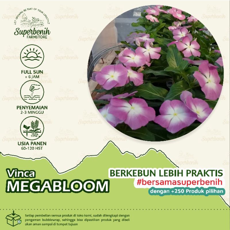 10 Biji - Benih VINCA MEGABLOOM