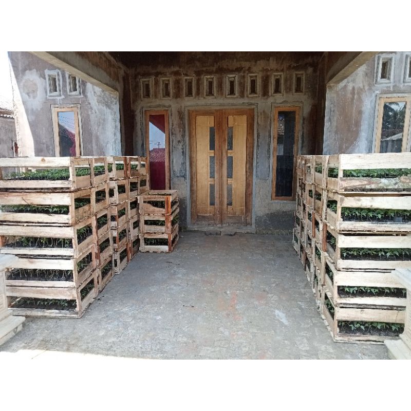 Bibit unggul pepaya california