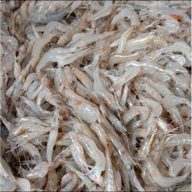 

udang rebon segar 250 gram udang peci rebon 250 gr