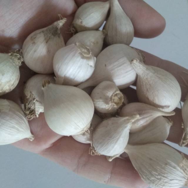 

Bawang putih lokal tunggal 500gram