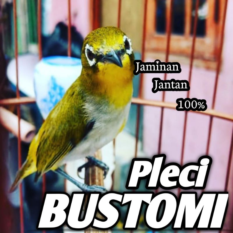 Burung Pleci Bustomi Jantan Bunyi Bahan Ngriwik Bukan Pleci Pacitan