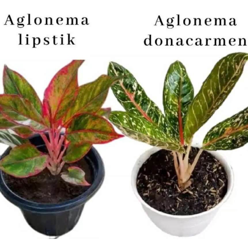 tanaman hias paket 2 aglonema lipstik/aglonema donacarmen./tanaman hias murah/tanaman mudah tumbuh d