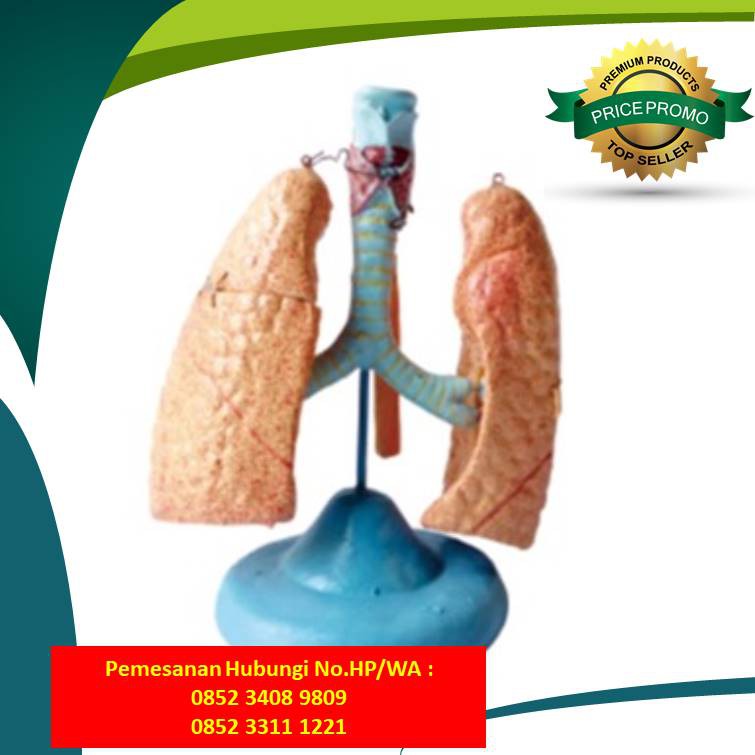 AWET Toko Boneka Phantom Manekin Alat Peraga Kedokteran Sukolilo Surabaya