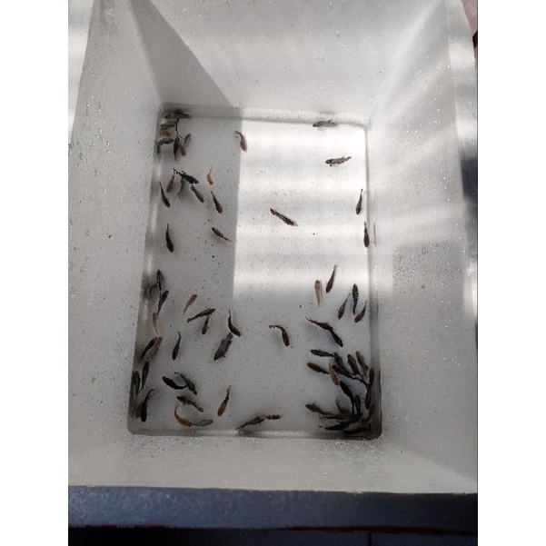 

Ikan Cupang