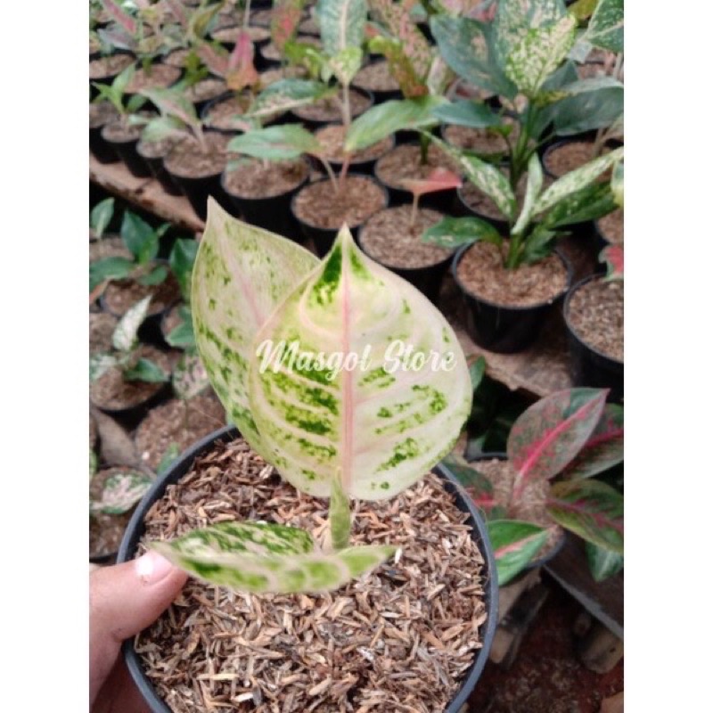 Aglonema Goliath anakan/baby