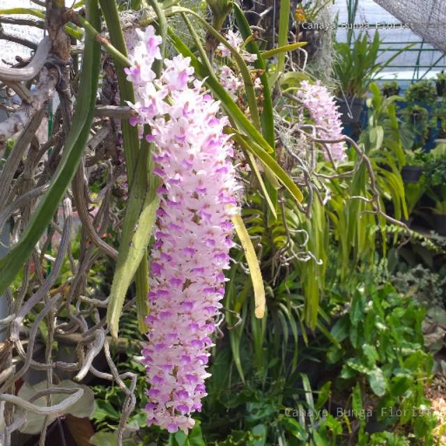 Anggrek Vanda Retusa Spike