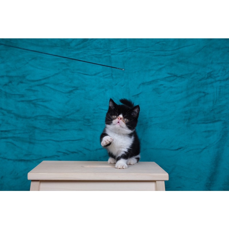 munchkin minuet female