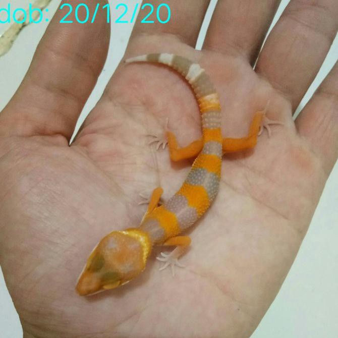 Leopard Gecko Sunglow Lavender