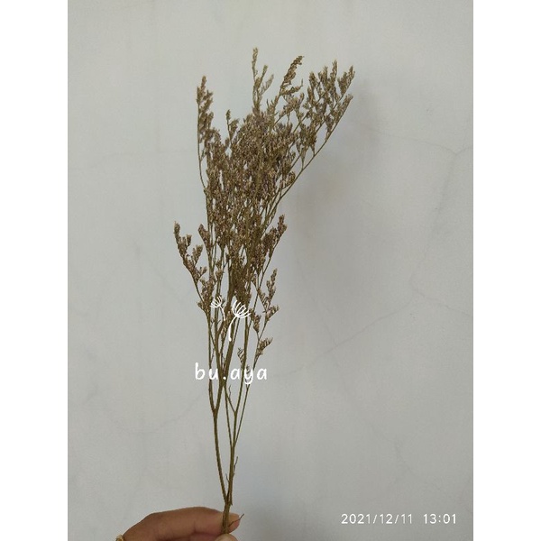 BK22 - Caspea Bunga Kering dried flower caspea