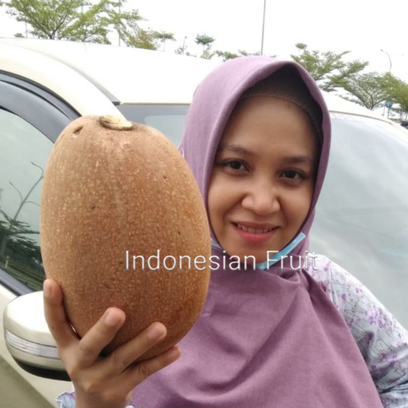 

Buah mamey sapote Magana