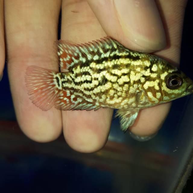 Burayak kamfa super berkualitas