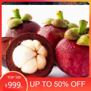 bibit pohon buah Manggis/tanaman buah manggis(okulasi)