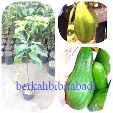 Bibit Alpukat Kelud // Bibit Alpukat Subang Hasil Okulasi Bisa Cod//Alpukat Kelud Super