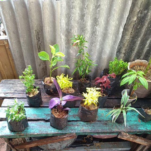 Tanaman Hias Pucuk Merah