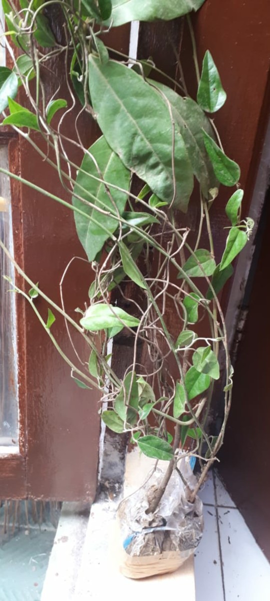 Bibit Tanaman Cincau Bulu Cincau Bulu Rambat