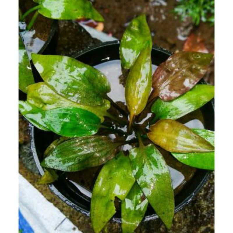 Cryptocoryne ponte ( Tanaman Aquascape)